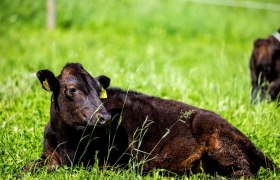 Organic Wagyuhof Reingrub, &copy; Theo Kust