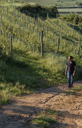 Sanfte Hügel erstrecken sich über die Landschaft, während die Sonne golden über den Weinreben scheint. Ein Wanderer genießt die frische Luft und die Ruhe, umgeben von der Schönheit der Natur. Hier, wo die Trauben reifen, wird der Sommer zu einem unvergesslichen Erlebnis.