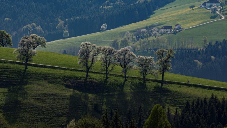 Photo point Mostviertel, &copy; schwarz-koenig.at