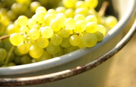 Grapes in the skin, &copy; Steve Haider