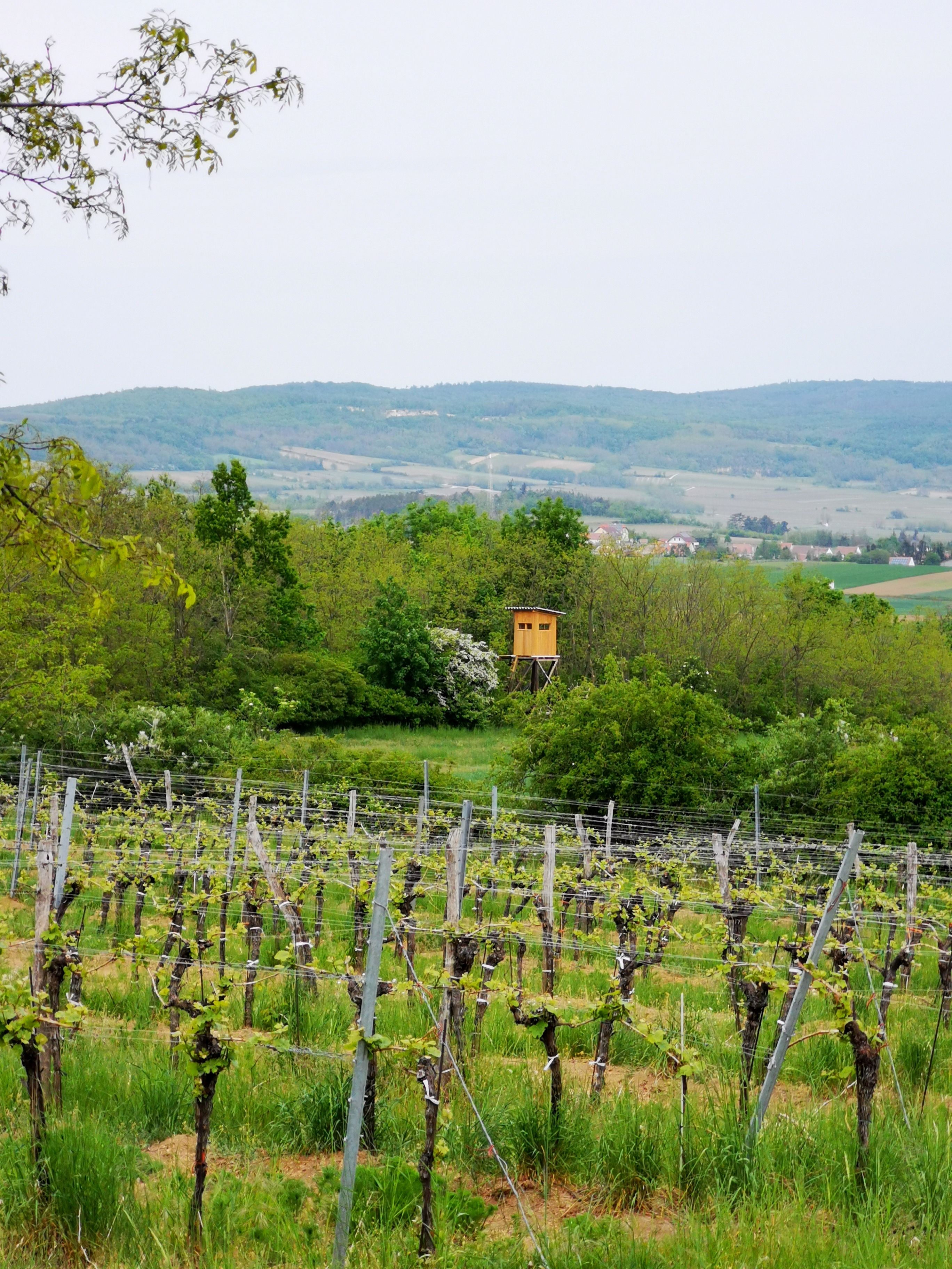 Szőlőültetvény a Weinviertelben, a háttérben magasított búvóhely és dombok.