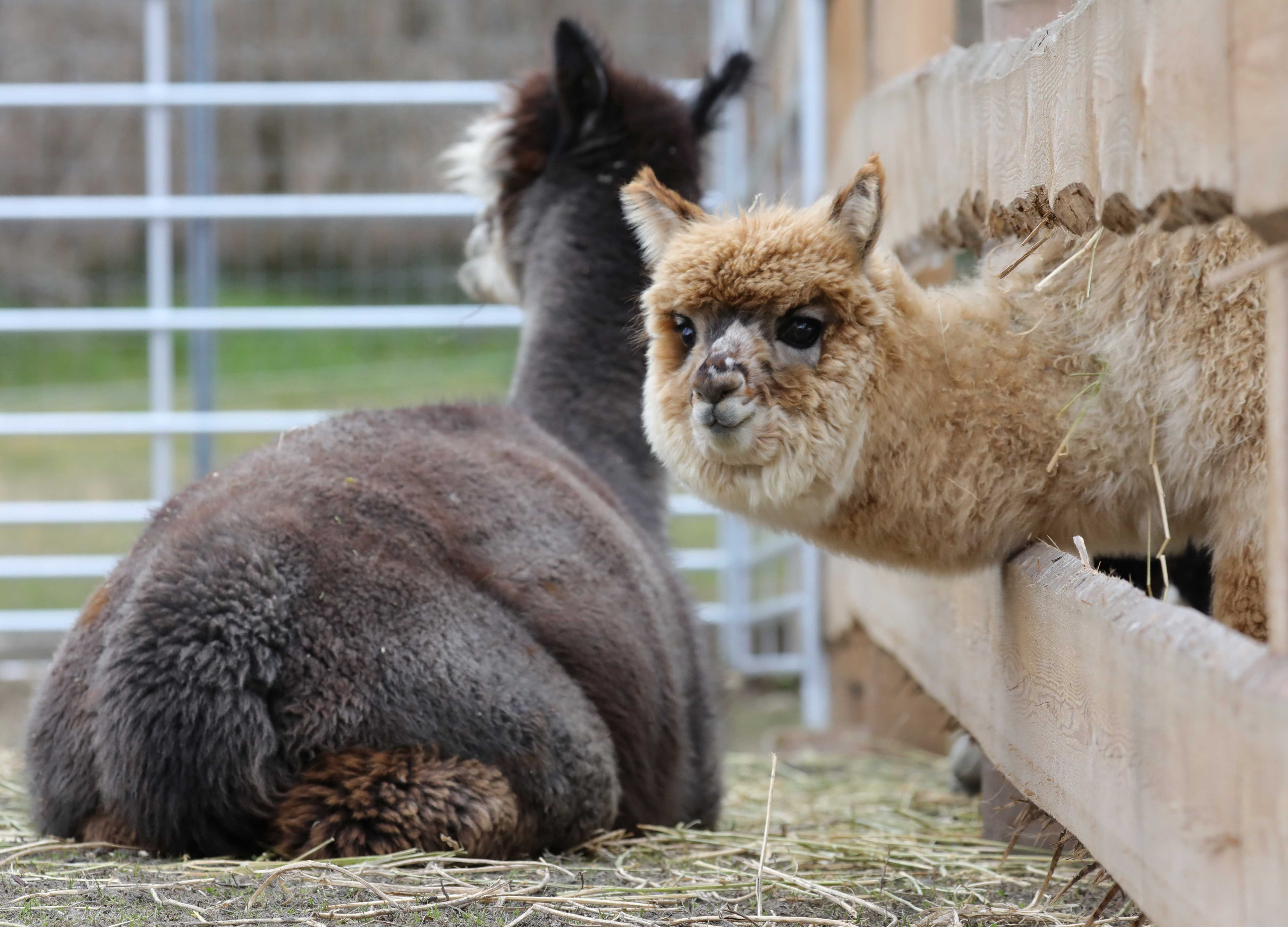 Két alpaka egy ketrecben, az egyik átnéz a kerítésen.