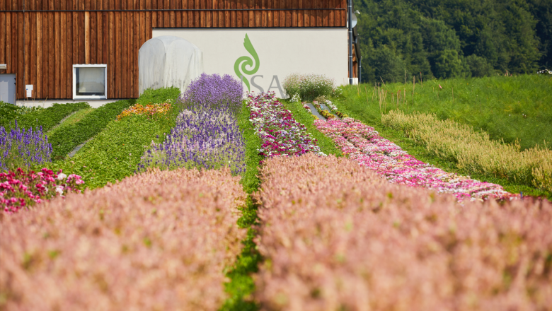 ReinSaat summer flowers, &copy; ReinSaat