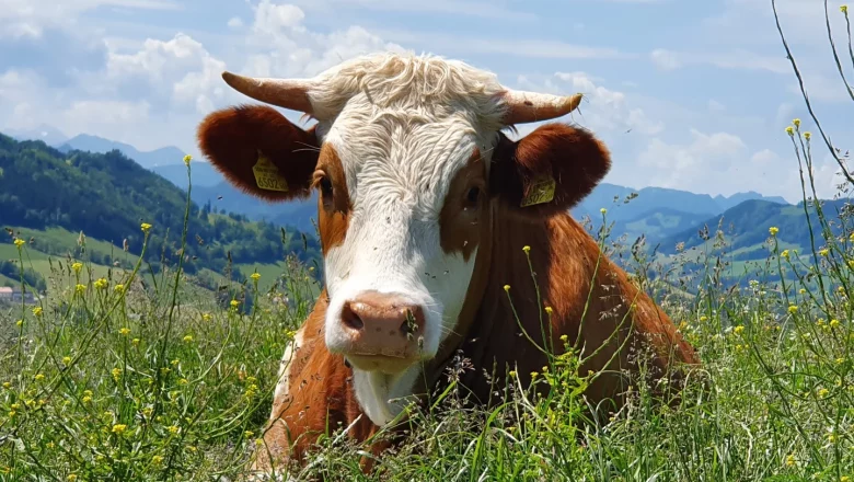 Teh&eacute;n - Hermine, &copy; Melanie Schweighuber