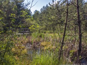 Hochmoor Schrems, &copy; UnterWasserReich, Sonja Eder