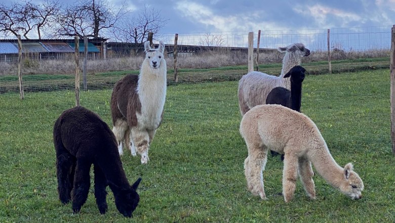 Csőd&ouml;r&ouml;k, &copy; Hofstetter Ranch