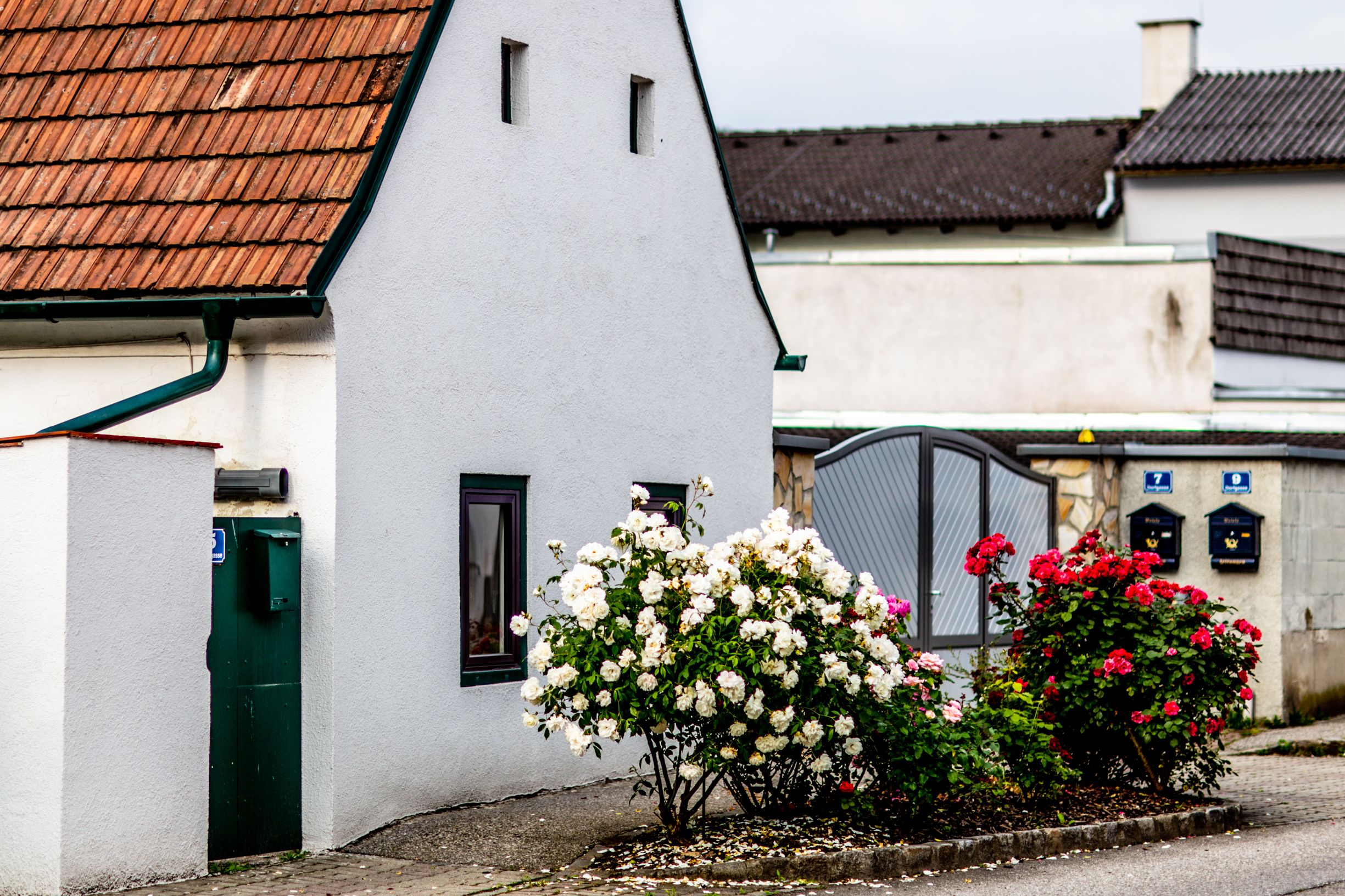 Régi, fehér ház, rózsákkal az előtérben