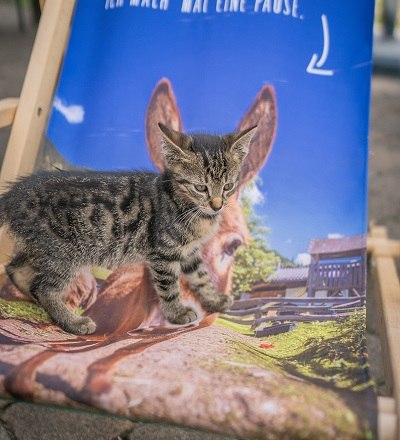 What's wrong with my ears, © Einkehrhof Poggau