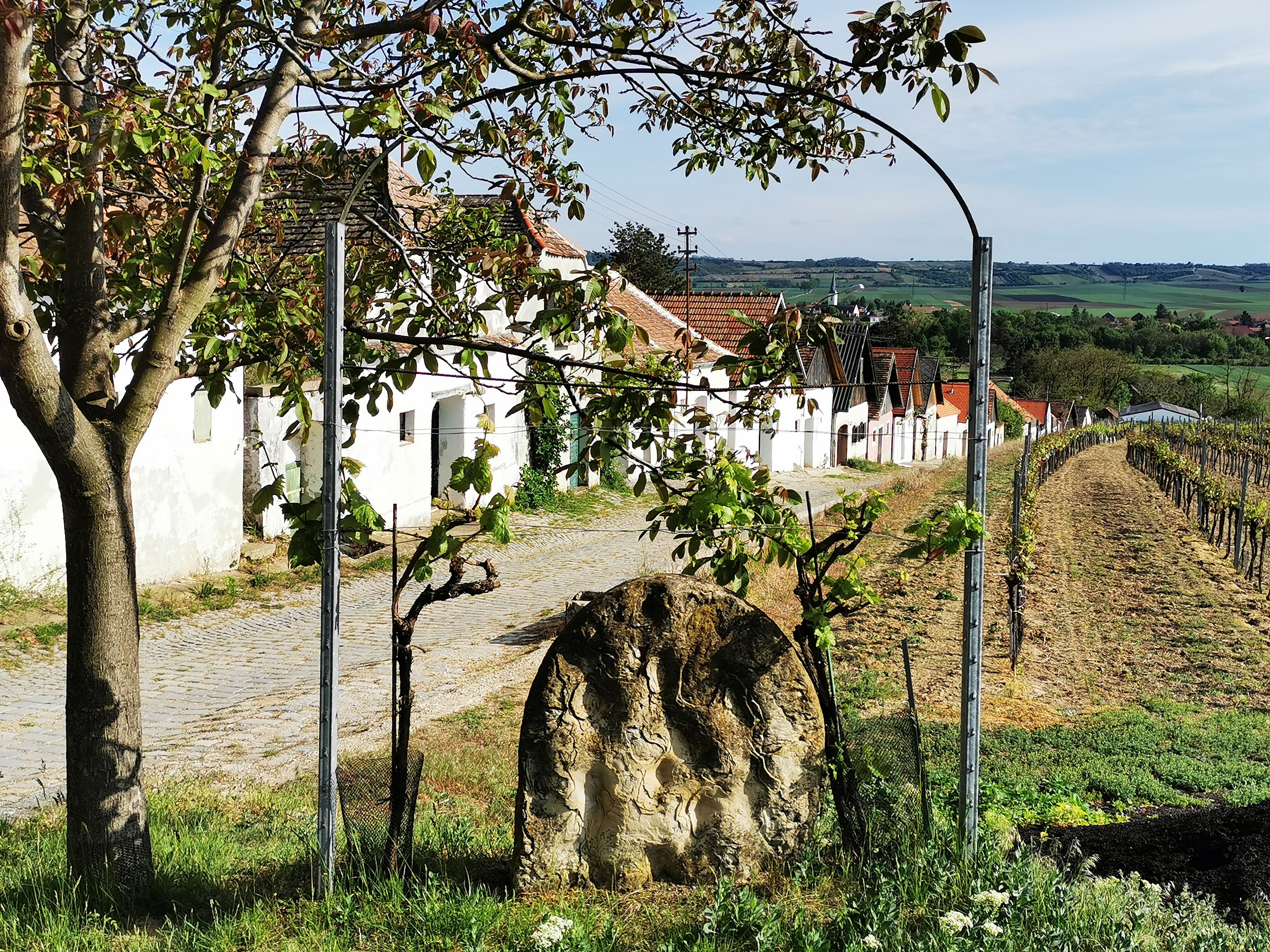 Szőlőbirtok és pinceházak Haugsdorfban, Ausztriában.