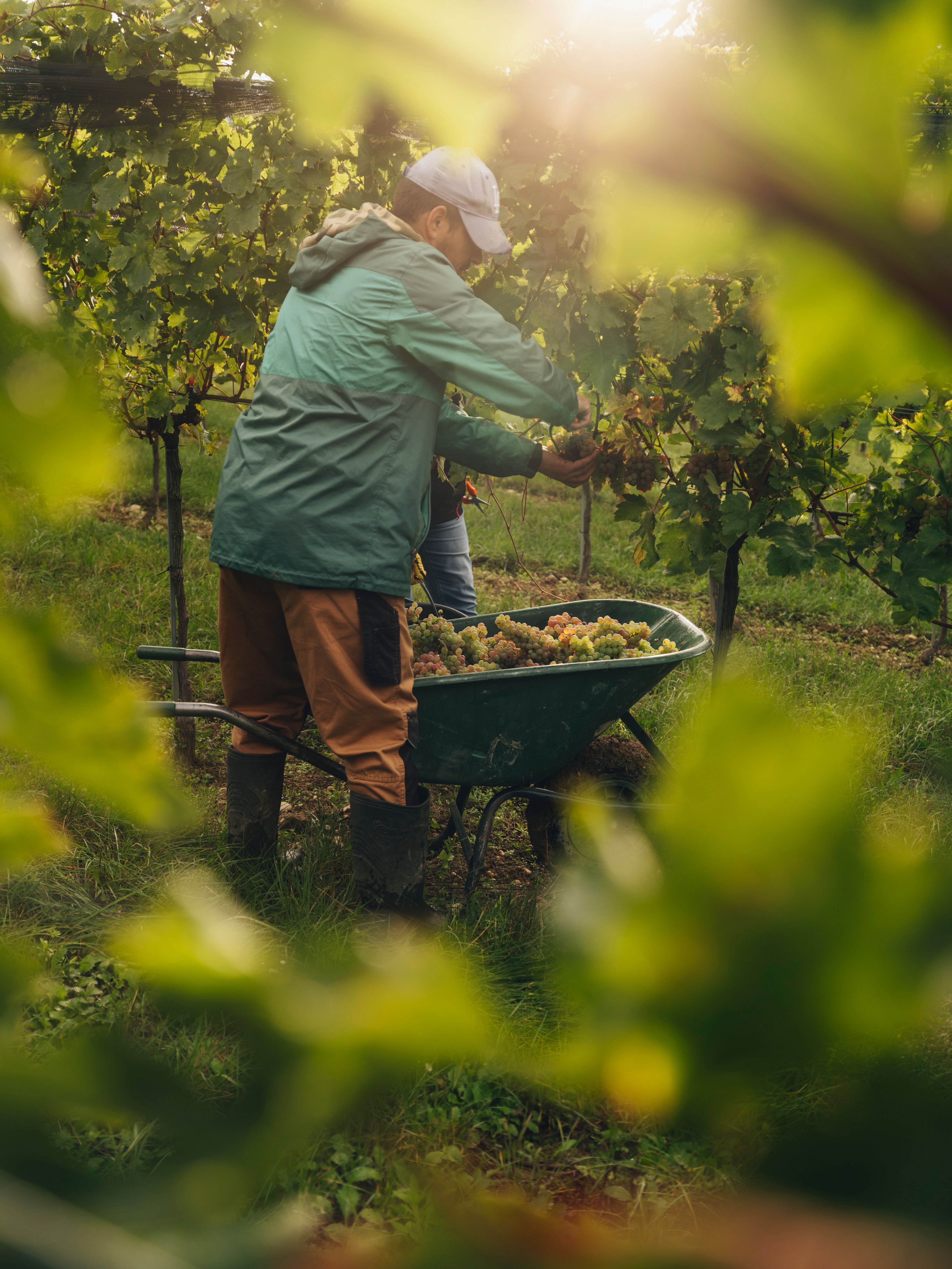 Eine Person schneidet bei der Weinlese Trauben direkt vom Rebstock. Die Aufnahme entstand im Weingut Fritz in Zaussenberg am Wagram, Donau in Niederösterreich.