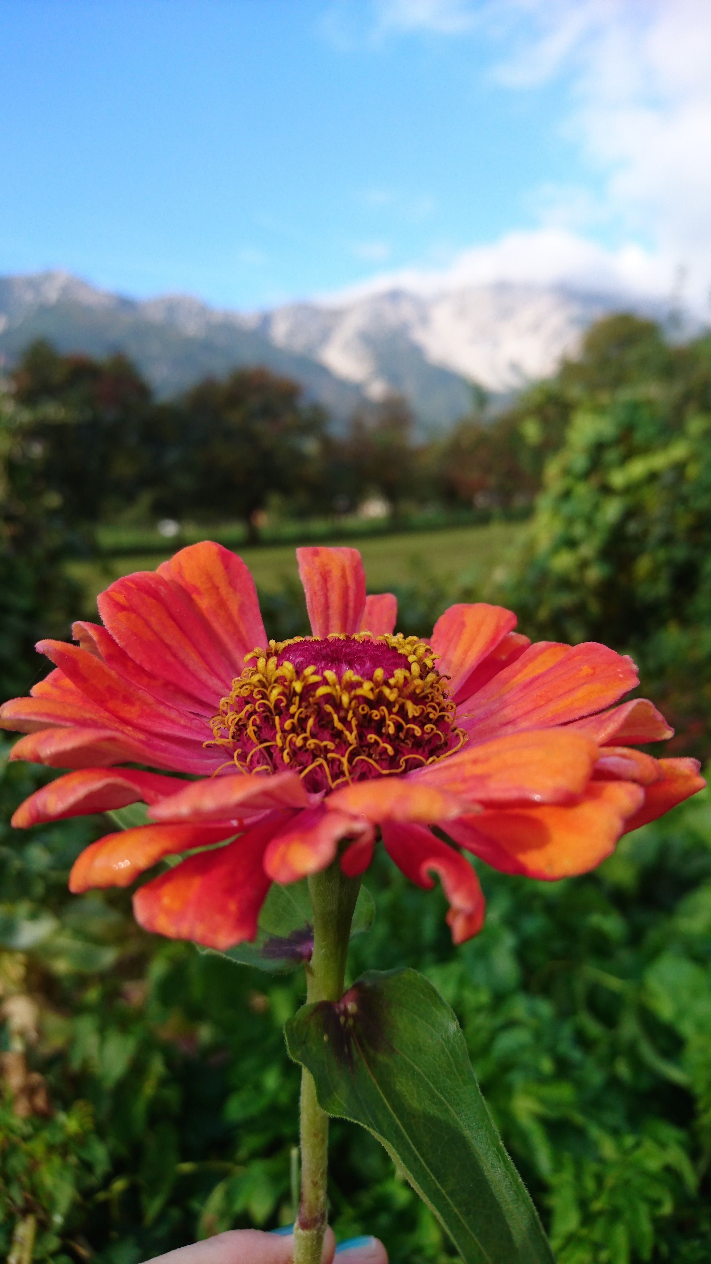Közelkép egy narancsvörös virágról egy homályos, havas hegyi panoráma előtt.