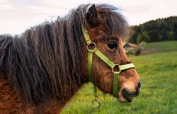 Ein sanfter Wind streicht über die saftigen Wiesen, während das Pony neugierig die bunten Löwenzahnblüten betrachtet. Die idyllische Landschaft der Wiener Alpen lädt dazu ein, die Ruhe der Natur zu genießen und unvergessliche Momente zu erleben.