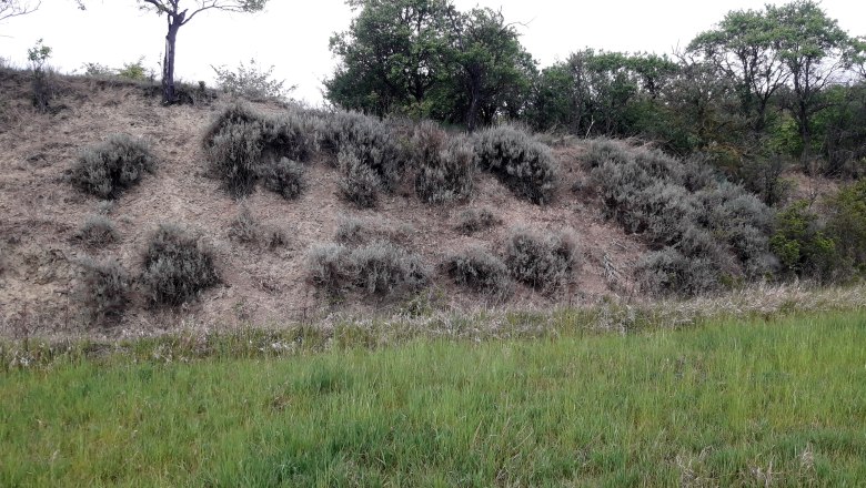 Goggendorf_Hornmelde_Martin Mann_OK, &copy; Martin Mann