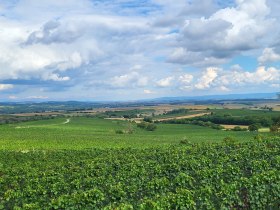 Sz&eacute;les t&aacute;j szőlő&uuml;ltetv&eacute;nyekkel &eacute;s felhős &eacute;gbolt.z&ouml;ld