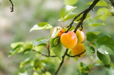 Túrázás az Apricot Experience Trail mentén, © Niederösterreich Werbung/ Stefan Fuertbauer 