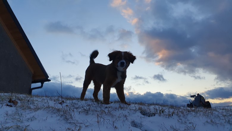 Biofarm MItterhirschberg, &copy; Familie Schweighuber
