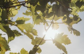 Vine leaves, &copy; Weinviertel Tourismus / Sophie Menegaldo