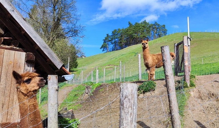 Leitenviertler alpaca farm, &copy; Wiener Alpen