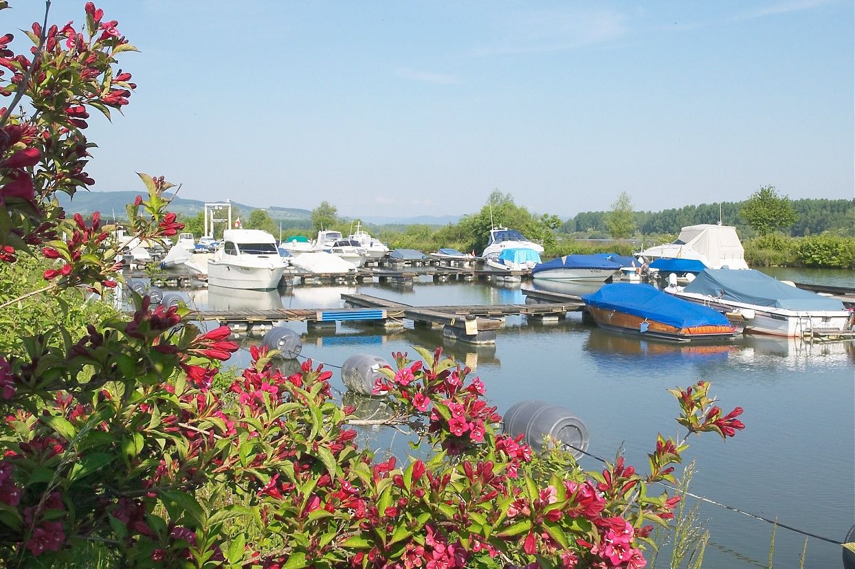 Hajók a Traismauer kikötőben, előtérben virágzó bokrokkal.