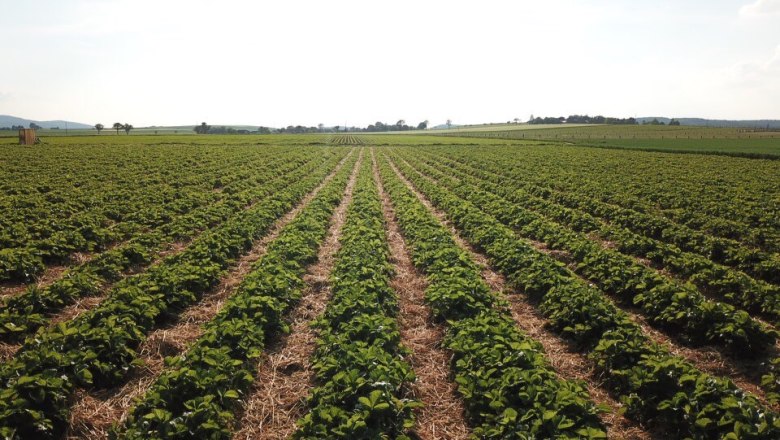 Strawberries & asparagus, &copy; Hollaus