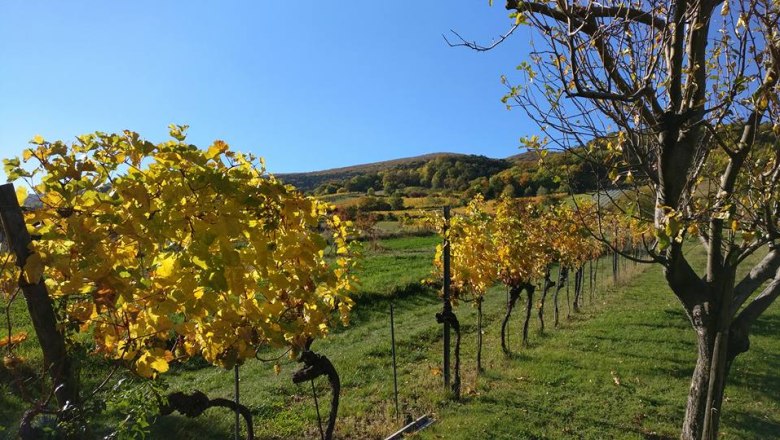 thom_weinzeile_garden, &copy; Fotocredit: Thom Kunz