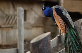 Peacocks in the Celtic village of Schwarzenbach, &copy; Keltendorf Schwarzenbach