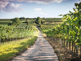 Weinreben rund um Mautern, &copy; Daniela Matejschek