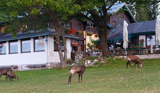 Három zerge legelészik a Wilhelm-Eicherthütte előtti zöld réten.