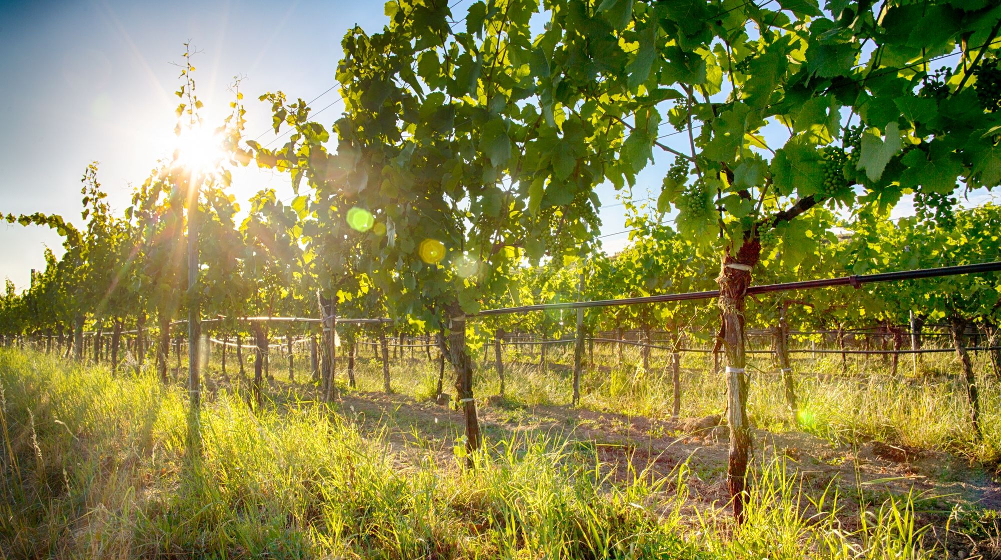 Weingarten_Winery Stefan Hagmann