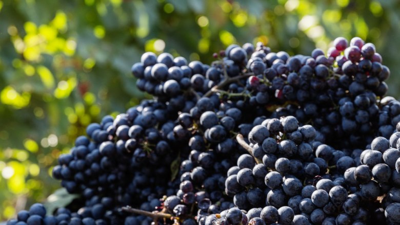 Vineyard Harvest, &copy; Tirza Phtography