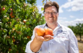 Apricot farm Hackl, &copy; Netzwerk Kulinarik/pov.at