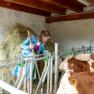 Magdalena in the barn with the calves, &copy; Familie Grasberger