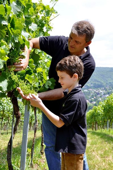 Szőlőtermelés Hagyományos borozó VINOtake