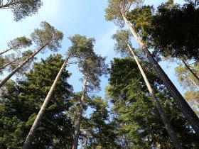 Fenyőerdő, &copy; Waldviertel Tourismus