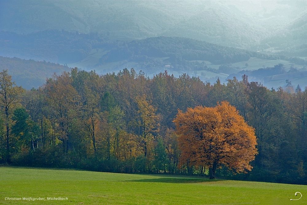 Szolgálati fa őszi ruhában