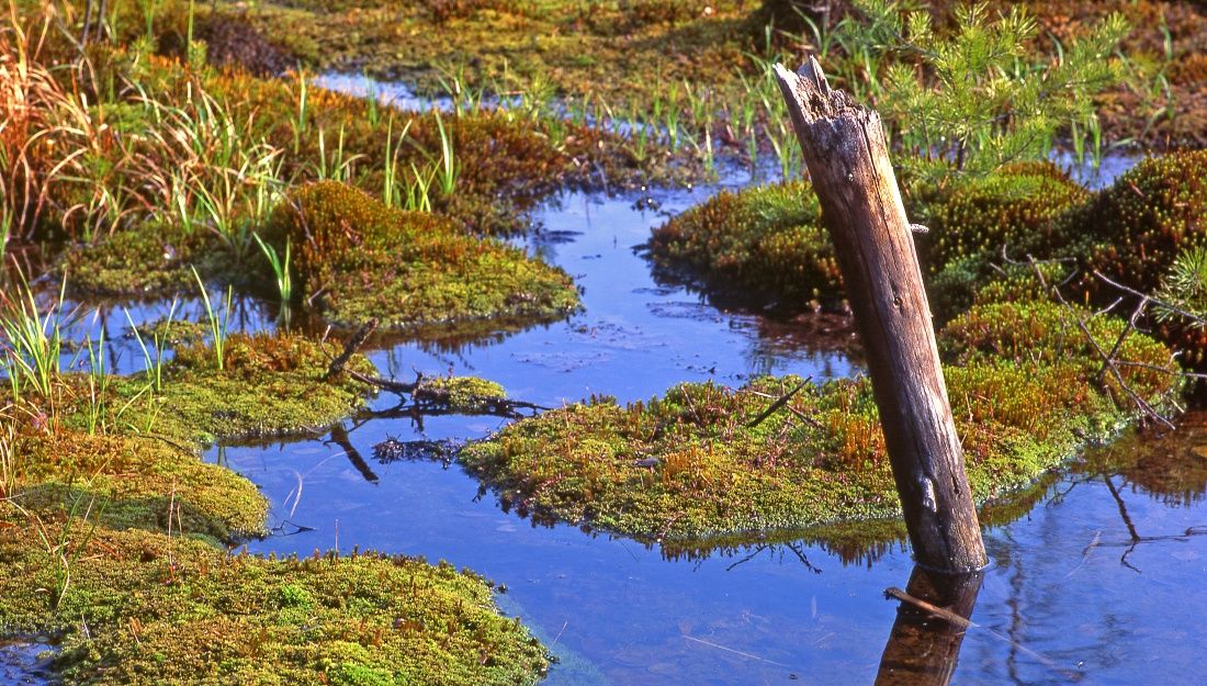 Dagadóláp a Heidenreichsteiner Moor natúrparkban