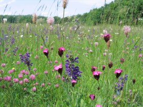 Wiese Orth/Donau, &copy; Donau Nieder&ouml;sterreich - R&ouml;merland Carnuntum-Marchfeld