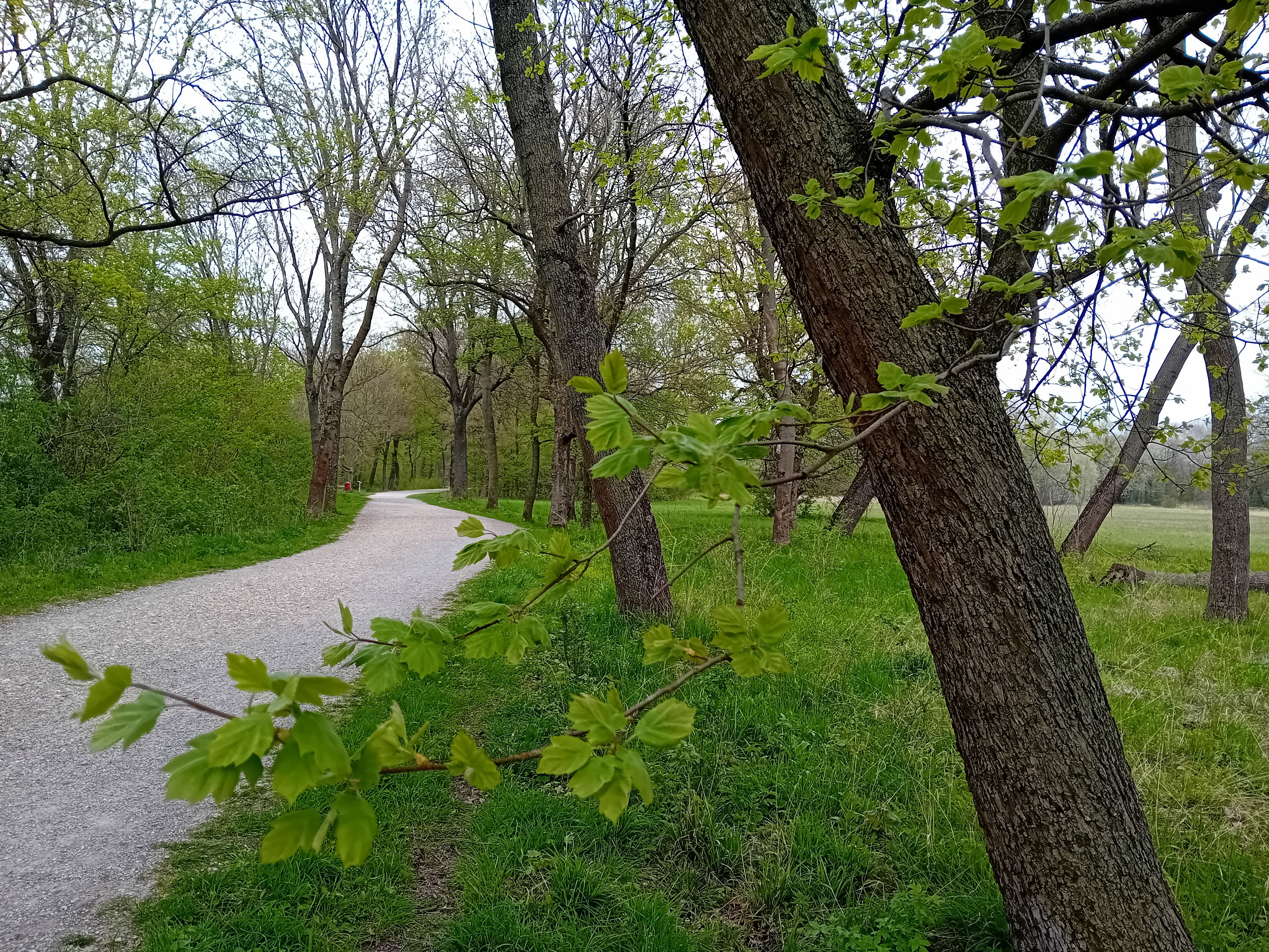 Ösvény a parkon keresztül