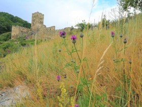 Jauerling-Runde 01: Spitz-Aggsbach Markt, &copy; Naturpark Jauerling-Wachau