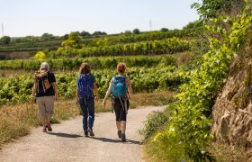 T&uacute;r&aacute;z&aacute;s a szőlőskertekben, &copy; Wachau-Nibelungengau-Kremstal