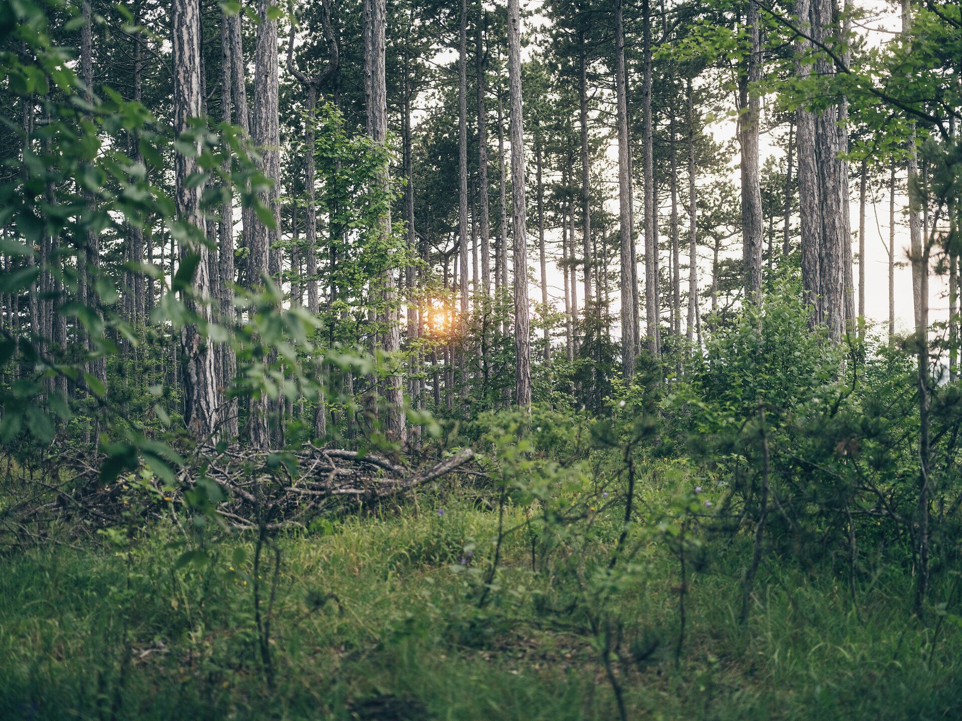 Ein sanfter Sonnenstrahl bricht durch die hohen Schwarzföhren und taucht den Pecherlehrpfad in ein warmes Licht. Die frische, harzige Luft und das sanfte Rascheln der Blätter laden dazu ein, die Ruhe der Natur zu genießen und die Schönheit des Wienerwaldes zu erkunden.