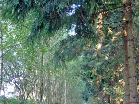 Weg Richtung Galgenkreuz, &copy; Stadtgemeinde Litschau