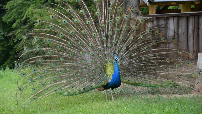 Free-range peacocks, &copy; Gemeinde Schwarzenbach