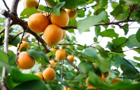 &Eacute;rett s&aacute;rgabarack a f&aacute;n, &copy; Steve Haider