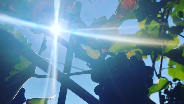 Winery Niefergall Wolfsthal, &copy; Weinbau Niefergall