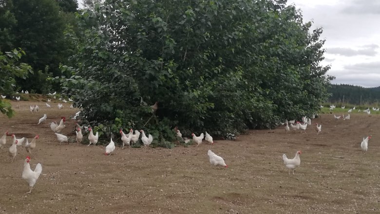 img-20200829-wa0005, &copy; B&ouml;hm