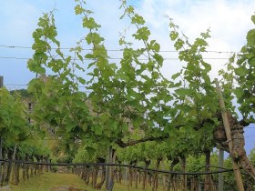 Jauerling-Runde 01: Spitz-Aggsbach Markt, &copy; Naturpark Jauerling-Wachau