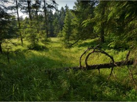 B&auml;rentrail, &copy; &copy; B&Auml;RENWALD, Matthias Schickhofer