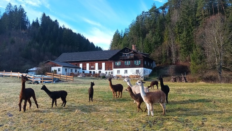 Alpac&aacute;k az Auszeithofban, &copy; Barbara Enk