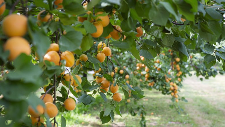 Apricot harvest in the Wachau, &copy; Donau N&Ouml;_Barbara Elser